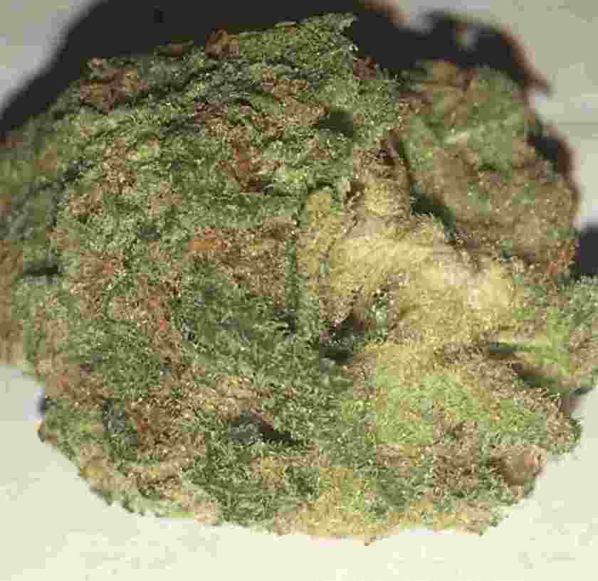 blue-dream_1566168488mIrECQ.jpeg