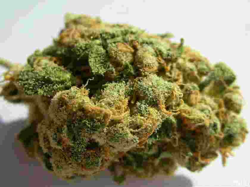 jack-herer_15661740107dR6GI.jpeg